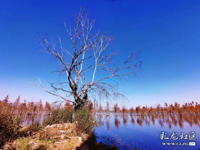 江津柏林：204盏路灯点亮群众的心